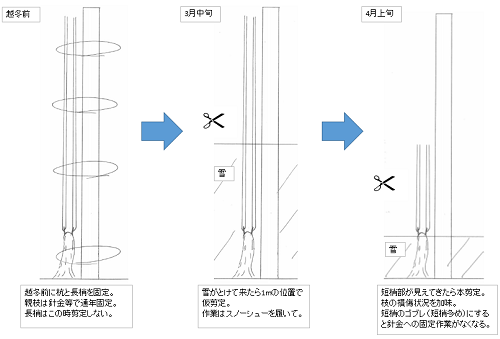 仕立て図.png